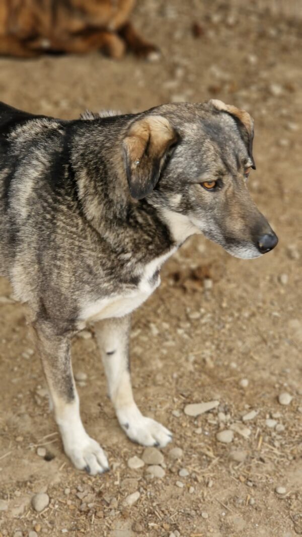 SIMON (♂) – Bild 11