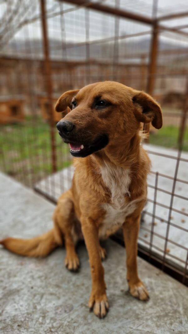 CHOUCHOU - reserviert Sarah - vermittelt – Bild 2