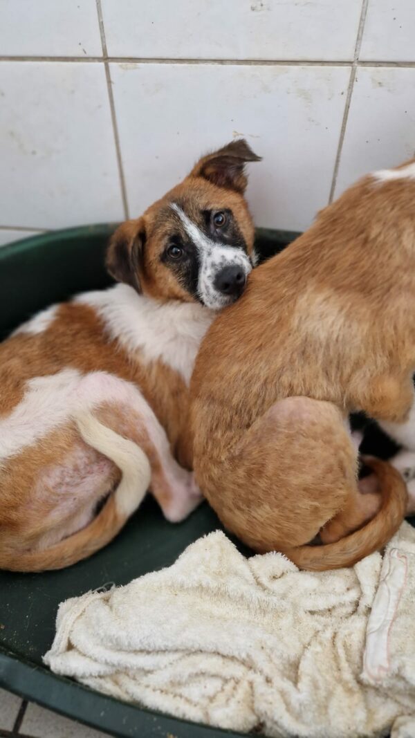 DIGGER - sollte zeitnah ausreisen - reserviert Tierhilfe Lebenswert DR (23.05.) - vermittelt – Bild 2