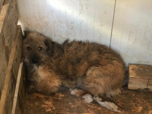 FLUFFY  - auf Pflegestelle in PLZ 5 vermittelt – Bild 9