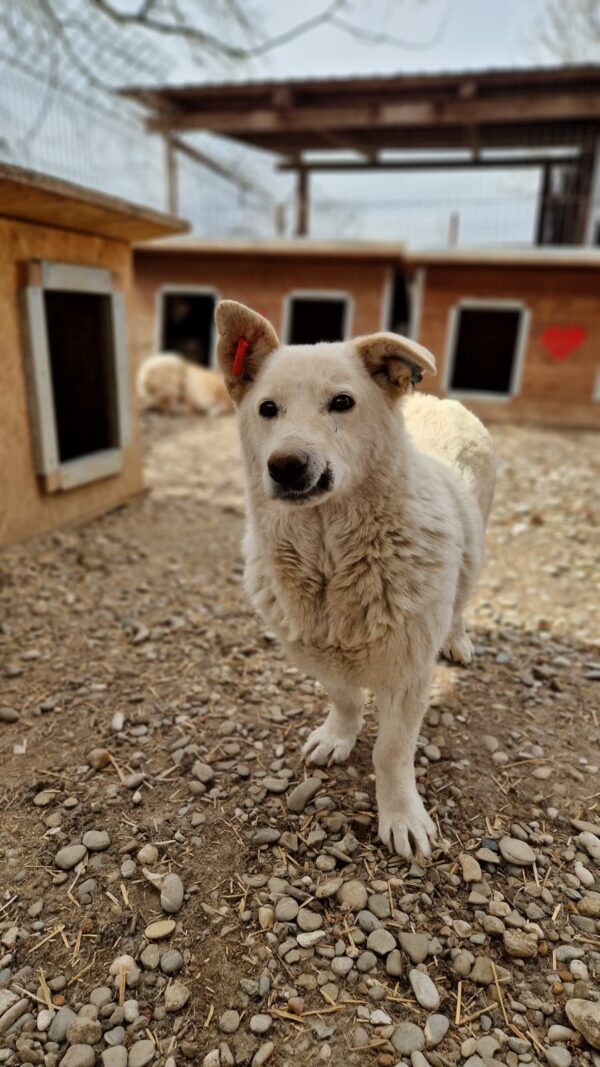 BARNEY - reserviert Tierhilfe Lebenswert DR (16.04.) - vermittelt – Bild 2