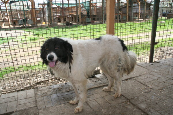 MAGGY (♀) – Bild 5