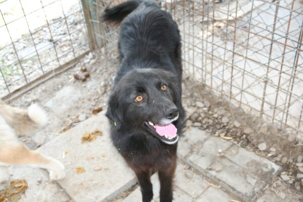 ATHENA - reserviert Tierhilfe Lebenswert DR 29.03. - vermittelt – Bild 10