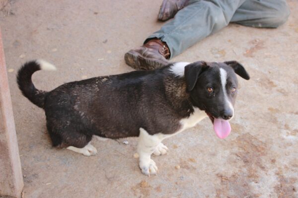 CURRO (= CRISPER) – Bild 2