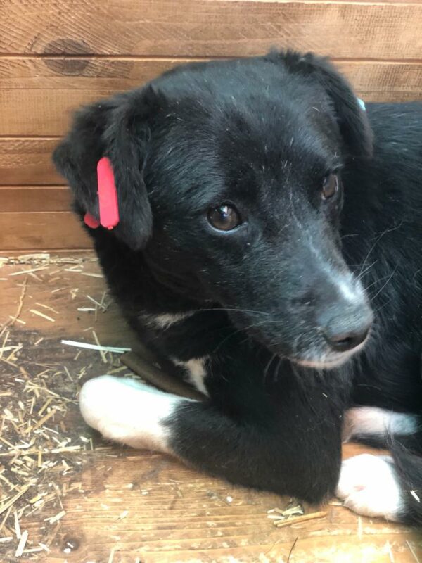 HILDA - auf Pflegestelle in PLZ 2 *vermittelt* – Bild 2