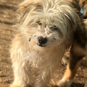 MISTY - reserviert Hundescheune vermittelt