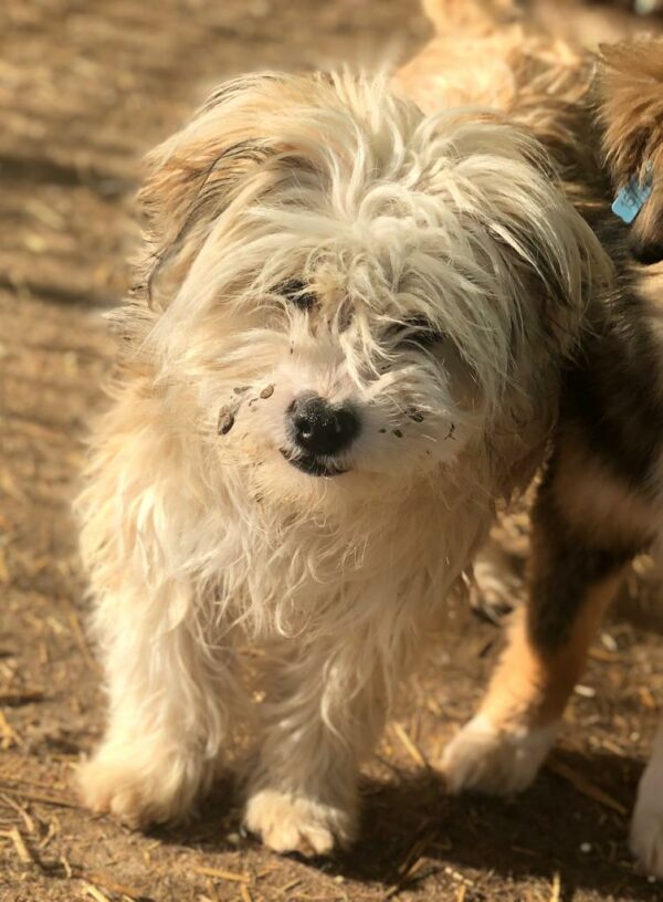 MISTY - reserviert Hundescheune vermittelt