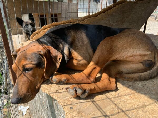 ZINNIA - reserviert TST Europa vermittelt – Bild 5