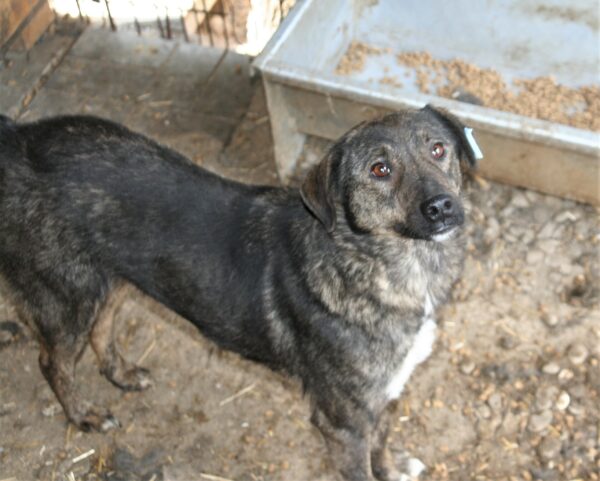 TILLY - reserviert Tierhilfe Lebenswert DR (10.08.) - vermittelt – Bild 5