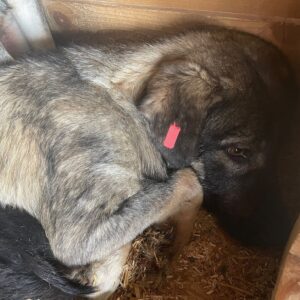OPHELIA - auf Pflegestelle in PLZ 7 vermittelt