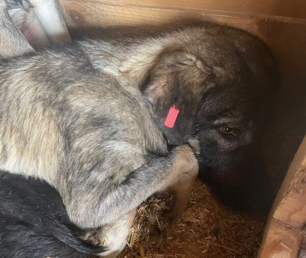 OPHELIA - auf Pflegestelle in PLZ 7 vermittelt