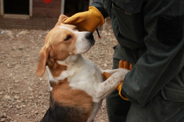 SARINA - reserviert Laborbeaglehilfe vermittelt – Bild 2