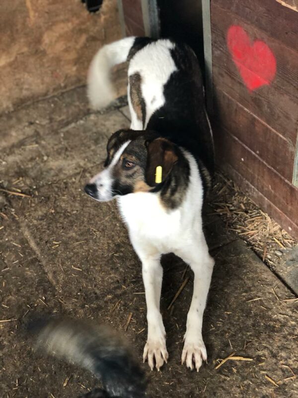 HUDSON – Bild 8