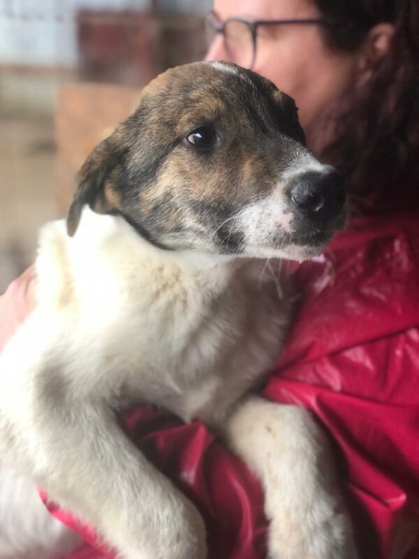 ROSCOE (♂) – Bild 20