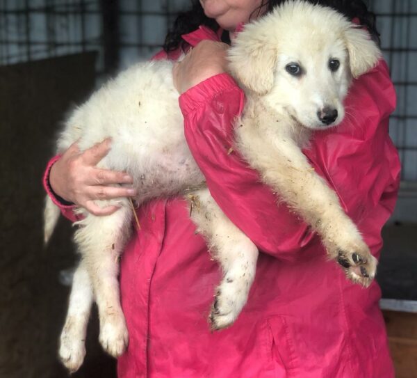 MERIEL - reserviert Tierhilfe Lebenswert DR (24.04.) - vermittelt – Bild 2