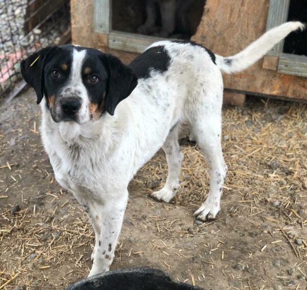 TUCKER reserviert (Betty 14/09) vermittelt – Bild 2