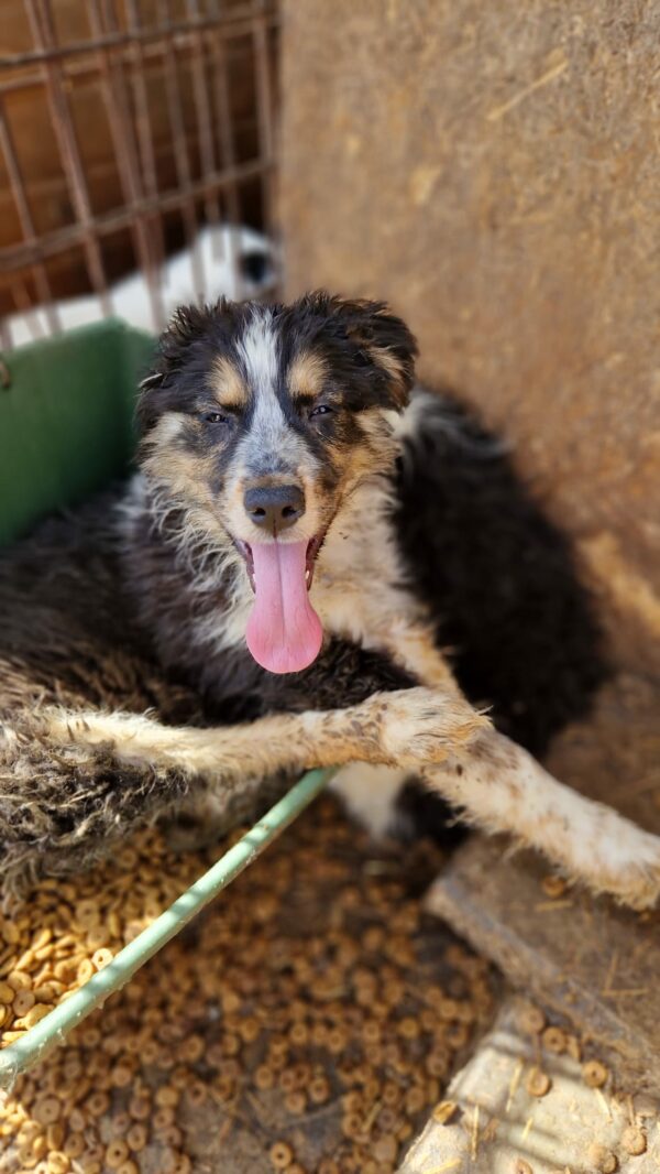 CHESMA - reserviert Second Chance Dogs vermittelt – Bild 2