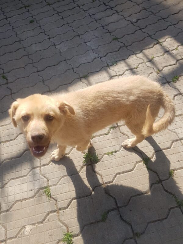 PÜPPI (*Lizzy) - reserviert Tierhilfe Lebenswert DR (23.05.) - vermittelt