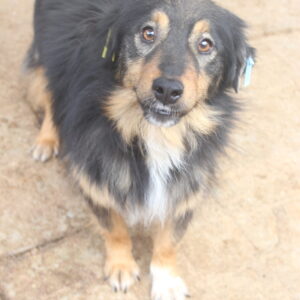 CAPUCCINO - reserviert Tierhilfe Lebenswert DR (25.05.) - vermittelt