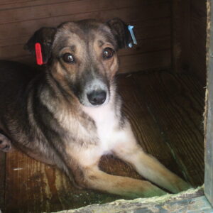 ARIELLE - auf Pflegestelle in PLZ 7 vermittelt