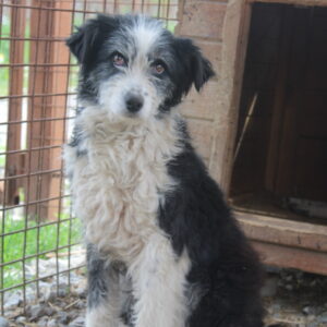 TRACY - Notfall: Hüftprobleme - reserviert für Tierhilfe Lebenswert vermittelt