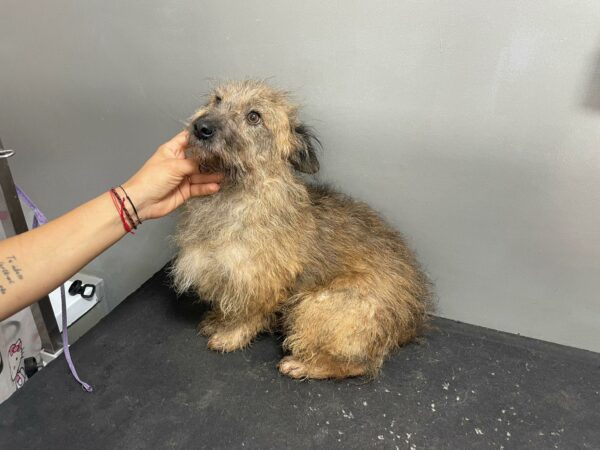 FLUFFY  - auf Pflegestelle in PLZ 5 vermittelt – Bild 2