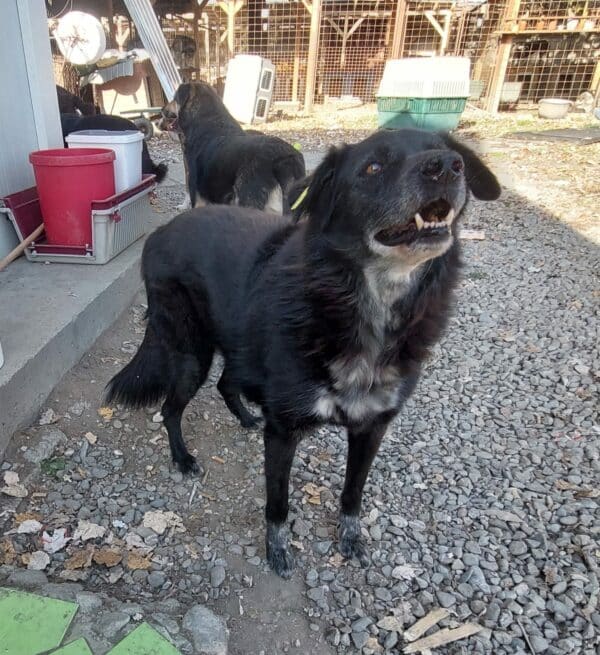 LUCY (♀) - unvermittelbar – Bild 6