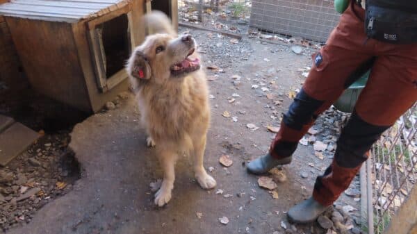 SMILEY - reserviert MFTL/THS - vermittelt – Bild 2