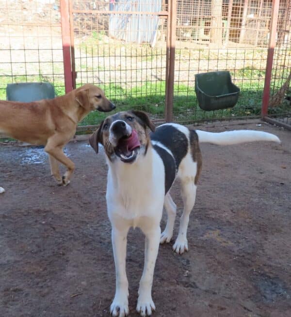 ROSCOE (♂) – Bild 15