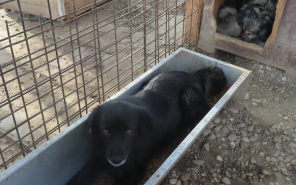 ATHENA - reserviert Tierhilfe Lebenswert DR 29.03. - vermittelt – Bild 3