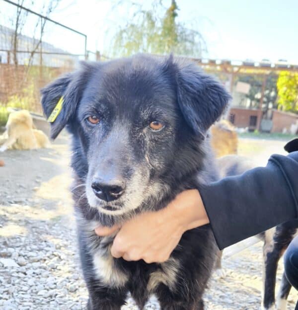 LUCY (♀) - unvermittelbar – Bild 3
