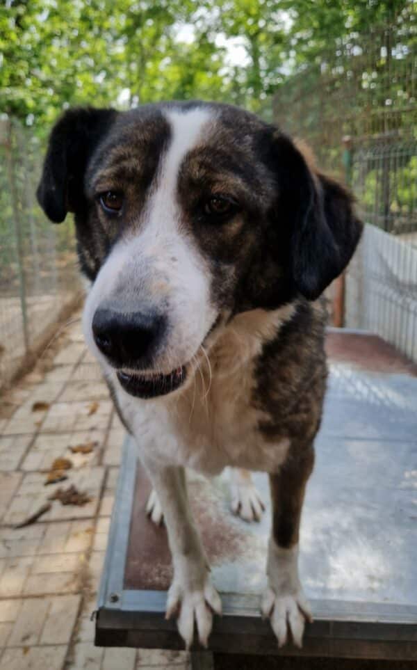 SAJA (♀) - seit 2021 im Shelter – Bild 2