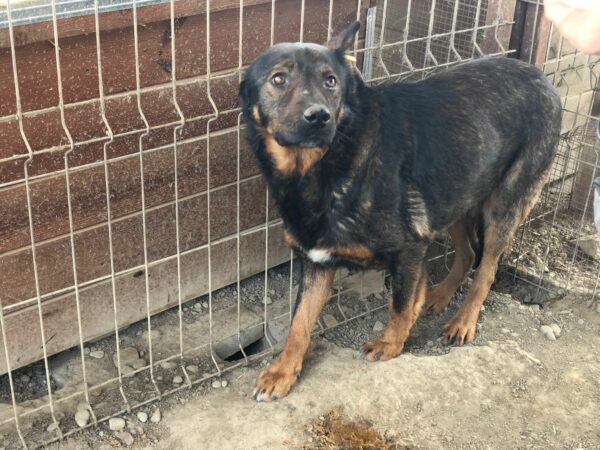CRUSOE - vermisst 11/24 – Bild 4