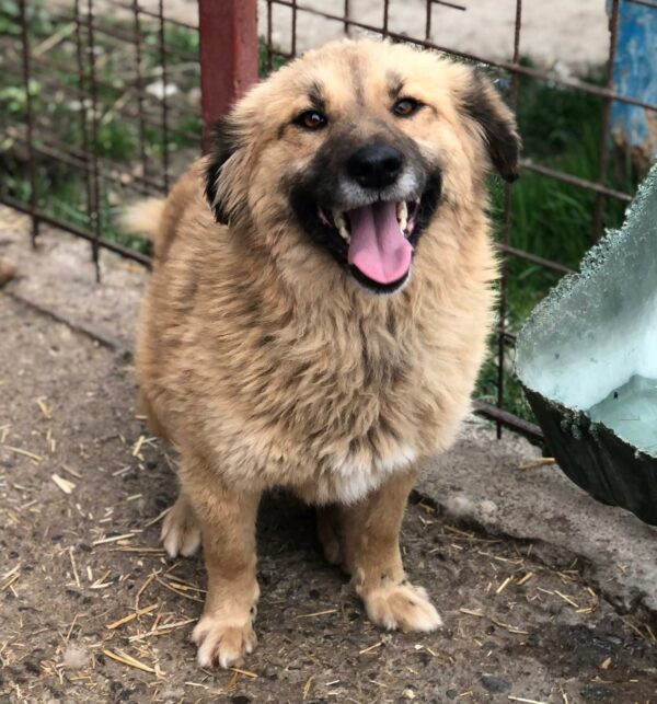 HEIDI - reserviert IH DR (22.04.) - vermittelt – Bild 2
