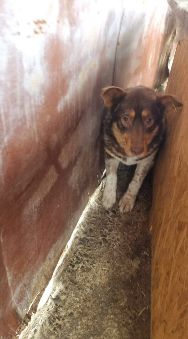 LASKA (♀) – Bild 2