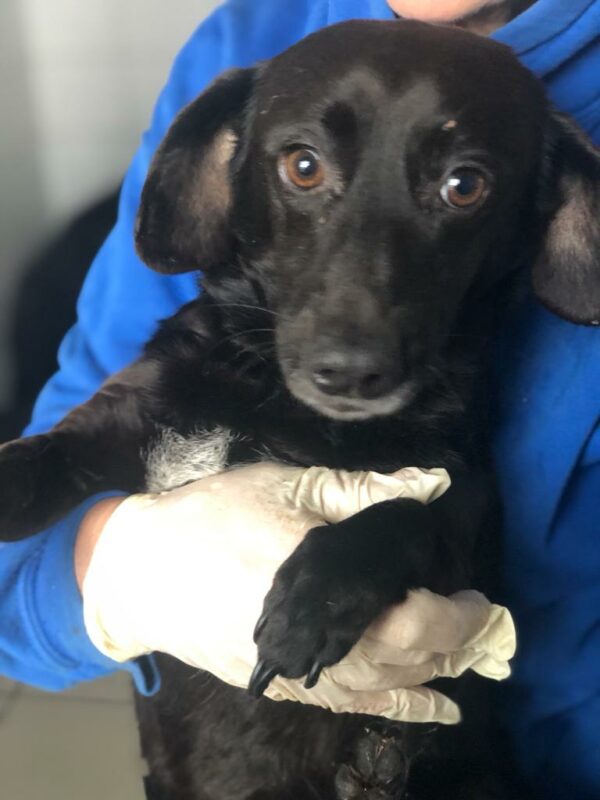 JAMINA - reserviert Tierhilfe Lebenswert DR (23.04.) - vermittelt – Bild 2