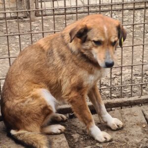 PRESLEY (♂) - vermisst 11/24