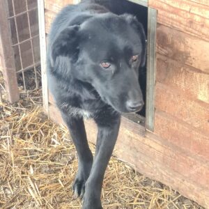 REGALIZ - vermisst 04/2023