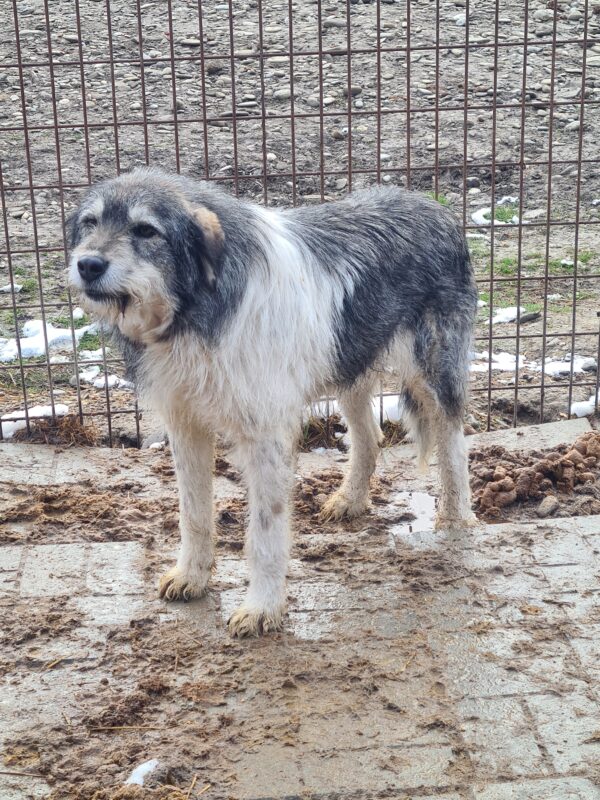 SHELLA (♀) – Bild 13