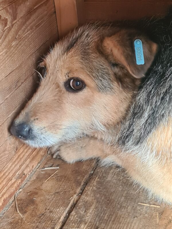PAMINA - vermisst 11/24 – Bild 4