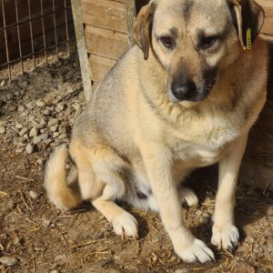 ELWIN - vermisst 04/2023