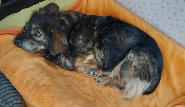Lua - Gnadenplatzhund seit dem 01.04.2022 *RBB* – Bild 11
