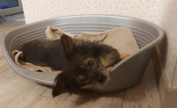 Lua - Gnadenplatzhund seit dem 01.04.2022 *RBB* – Bild 4