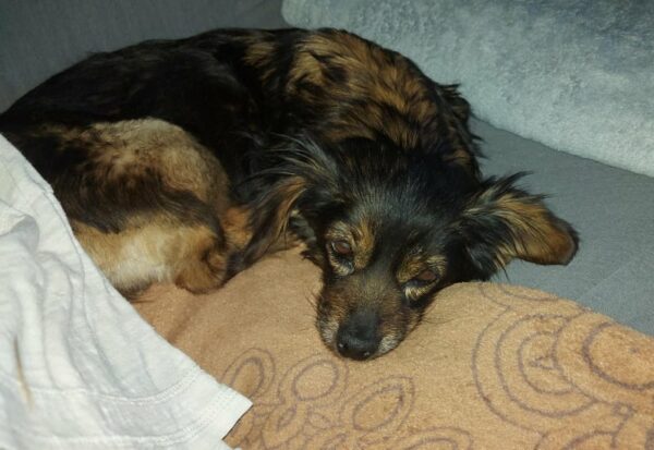 Lua - Gnadenplatzhund seit dem 01.04.2022 *RBB* – Bild 9