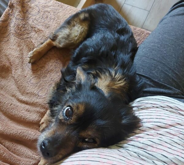 Lua - Gnadenplatzhund seit dem 01.04.2022 *RBB* – Bild 6