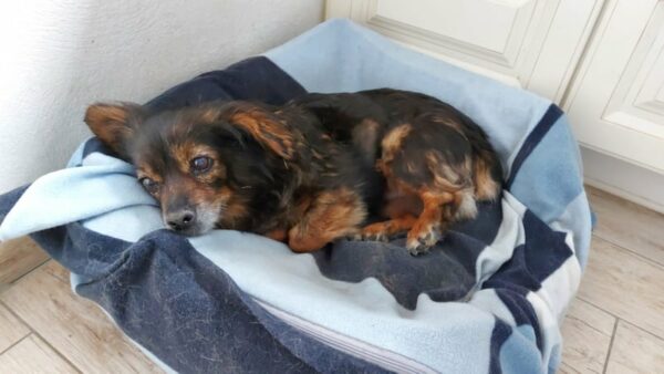 Lua - Gnadenplatzhund seit dem 01.04.2022 *RBB* – Bild 10