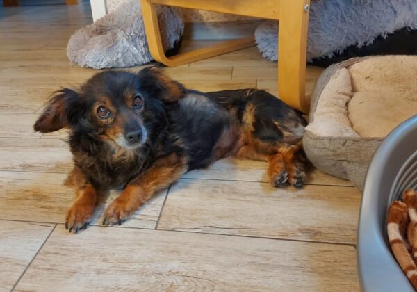 Lua - Gnadenplatzhund seit dem 01.04.2022 *RBB* – Bild 5