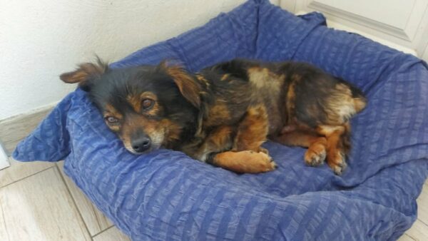 Lua - Gnadenplatzhund seit dem 01.04.2022 *RBB* – Bild 7