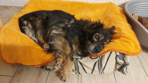 Lua - Gnadenplatzhund seit dem 01.04.2022 *RBB* – Bild 2