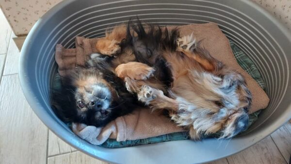 Lua - Gnadenplatzhund seit dem 01.04.2022 *RBB* – Bild 3